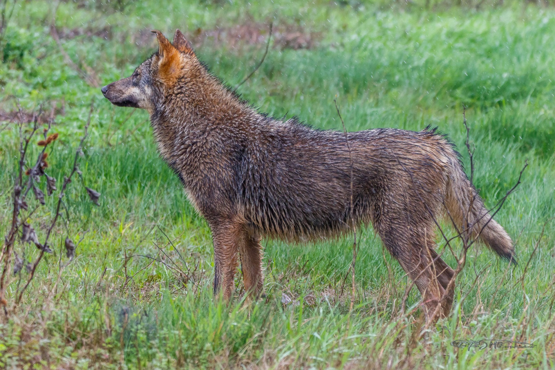 40835320132_1b3fbfd65f_or