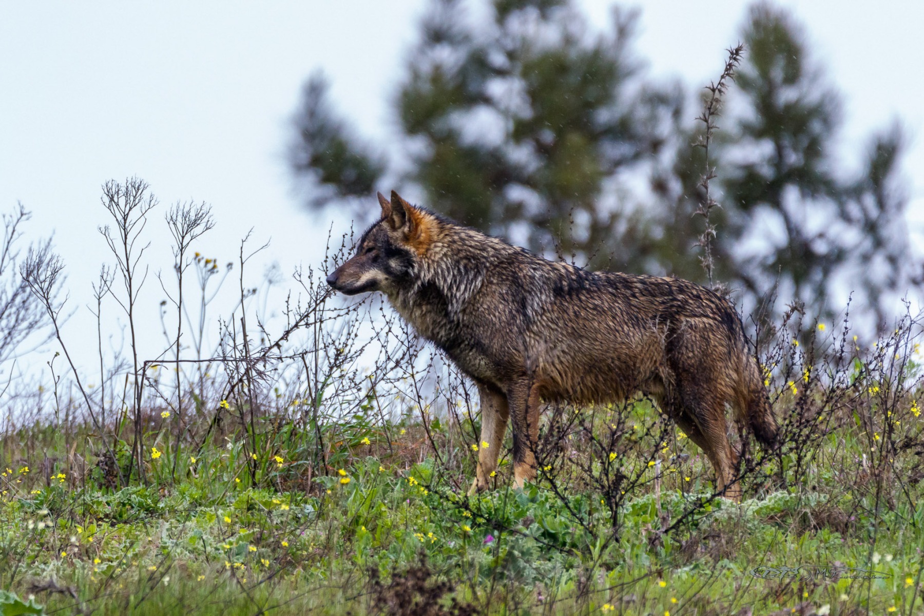 40835320562_28a755301c_or