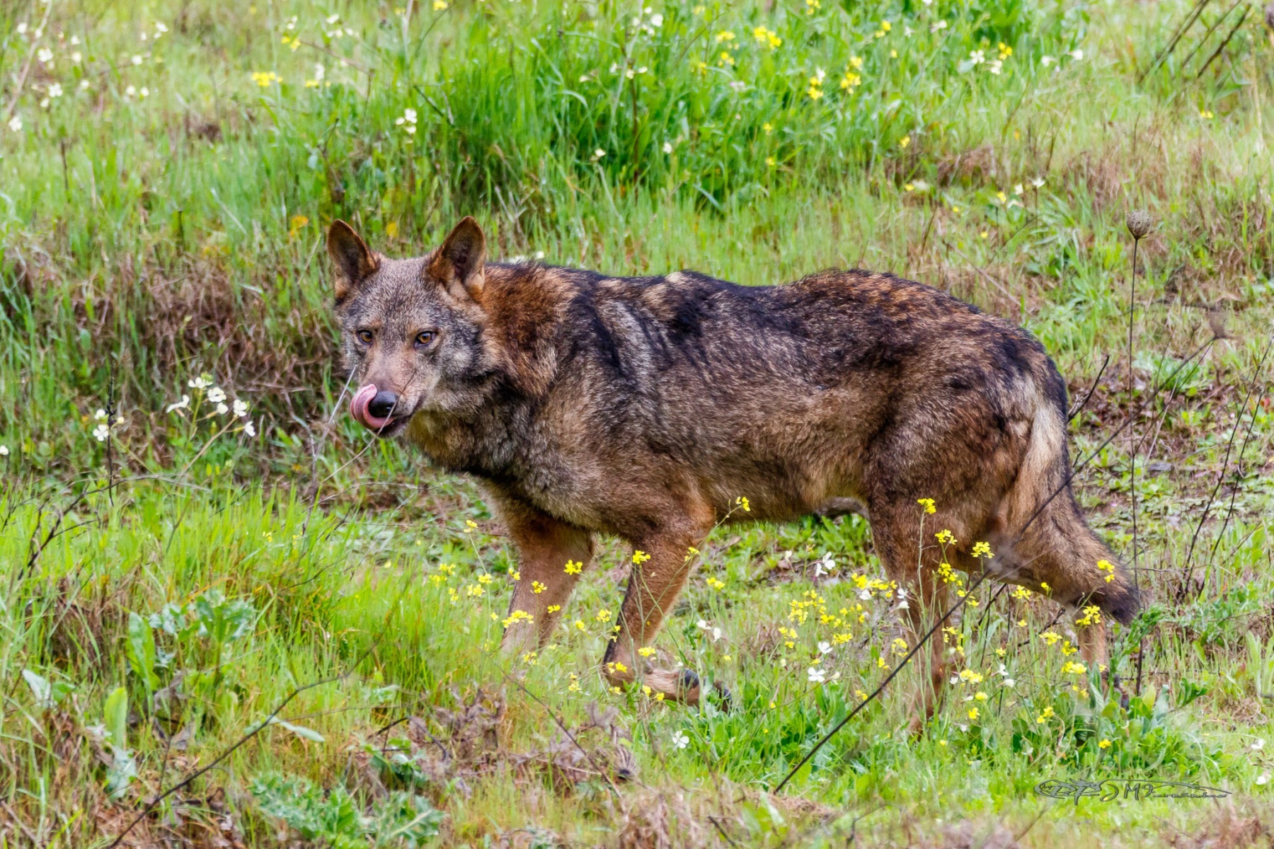 40835320992_5ec0ef3e89_or