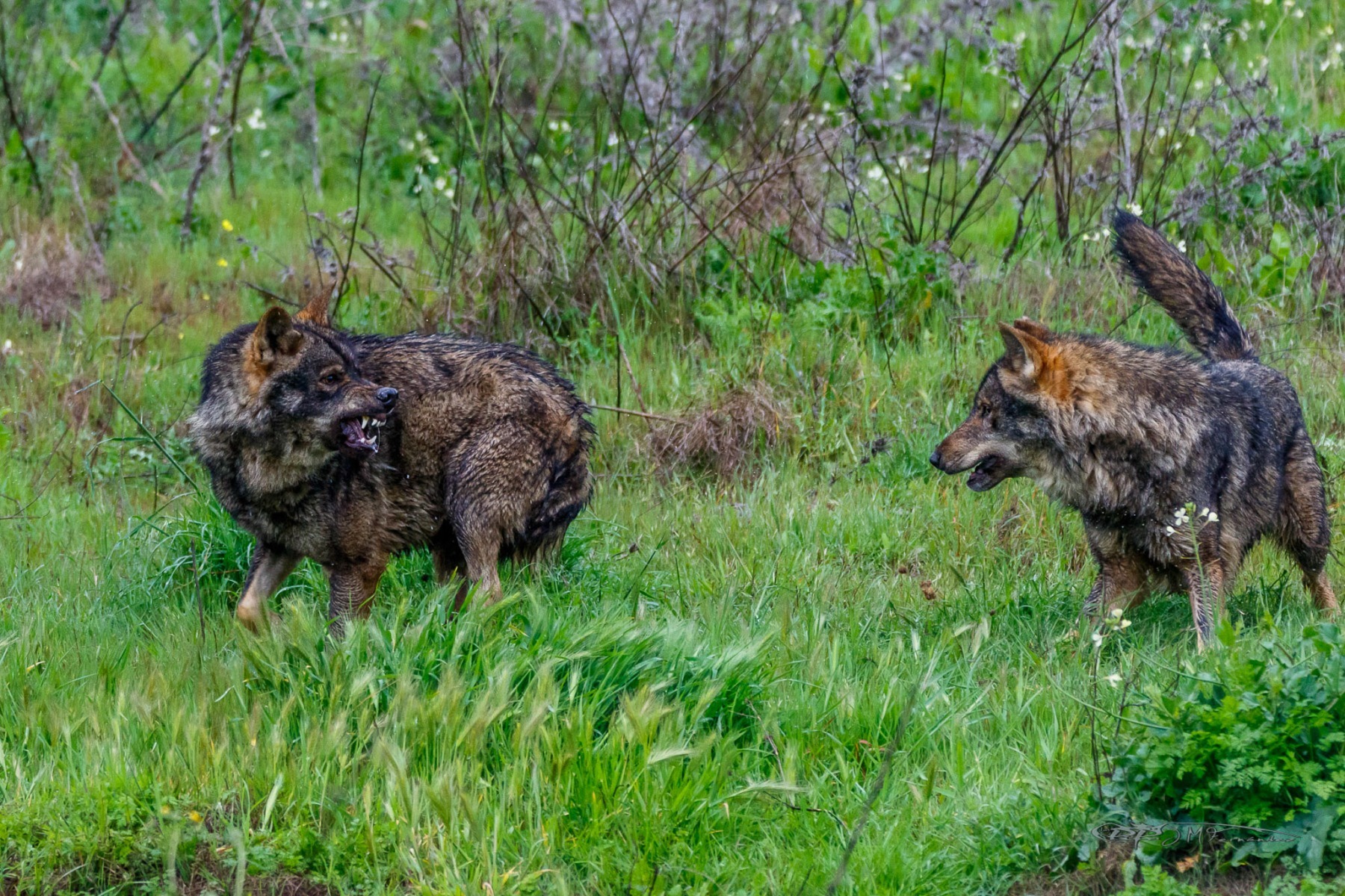 40835323612_c5eed17d2c_or