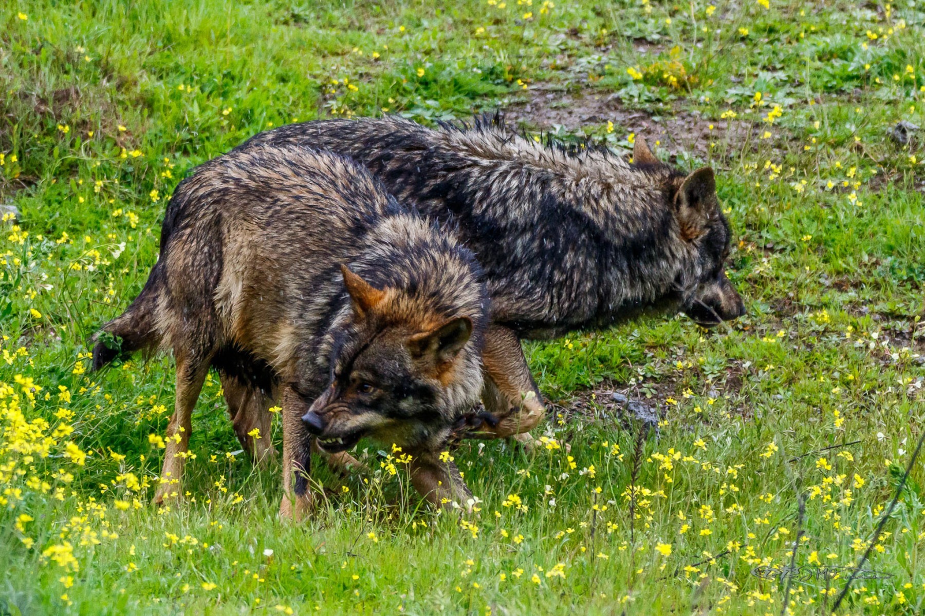 40835325082_1a14665500_or