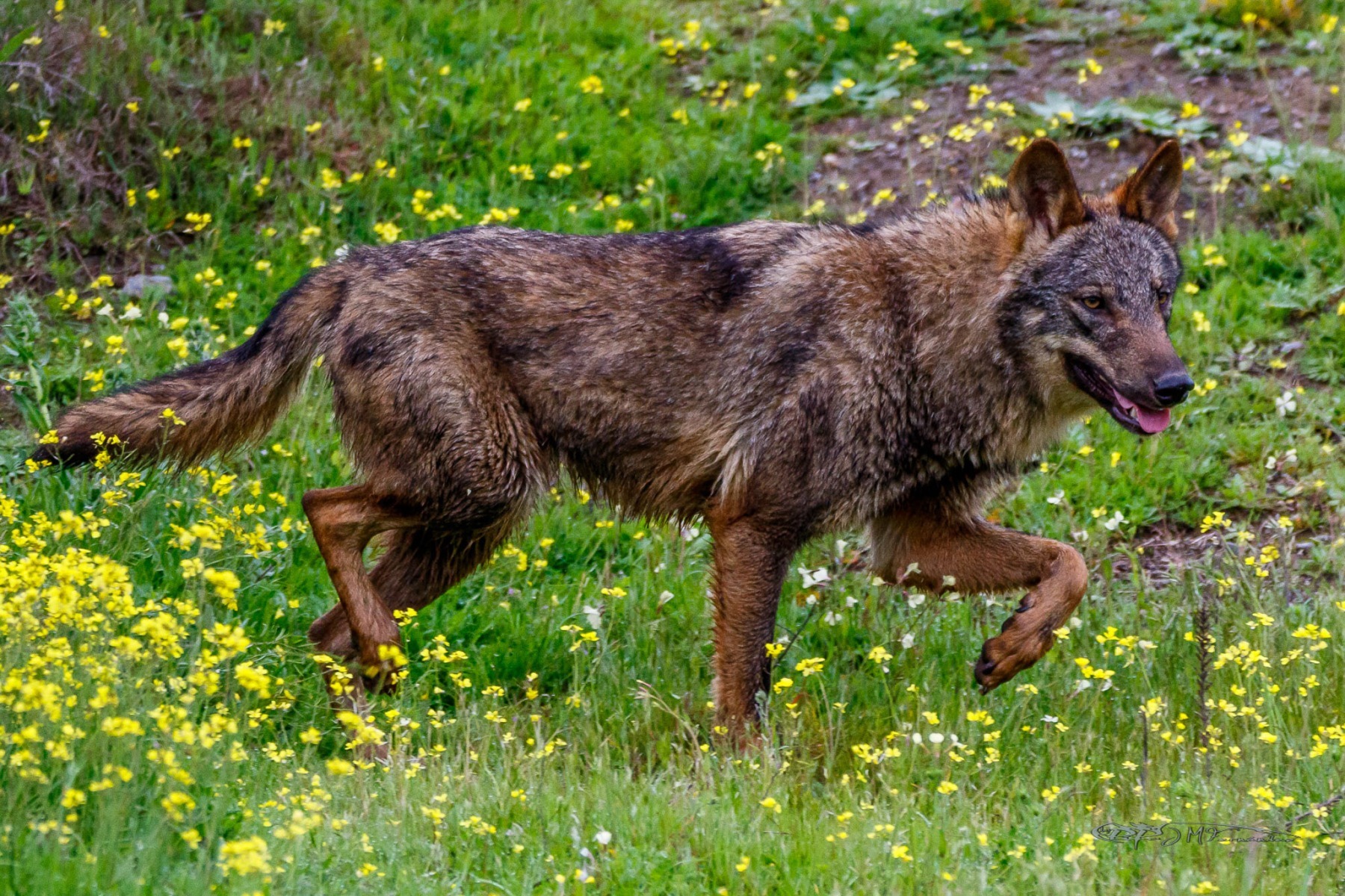 40835327212_987986a10e_or