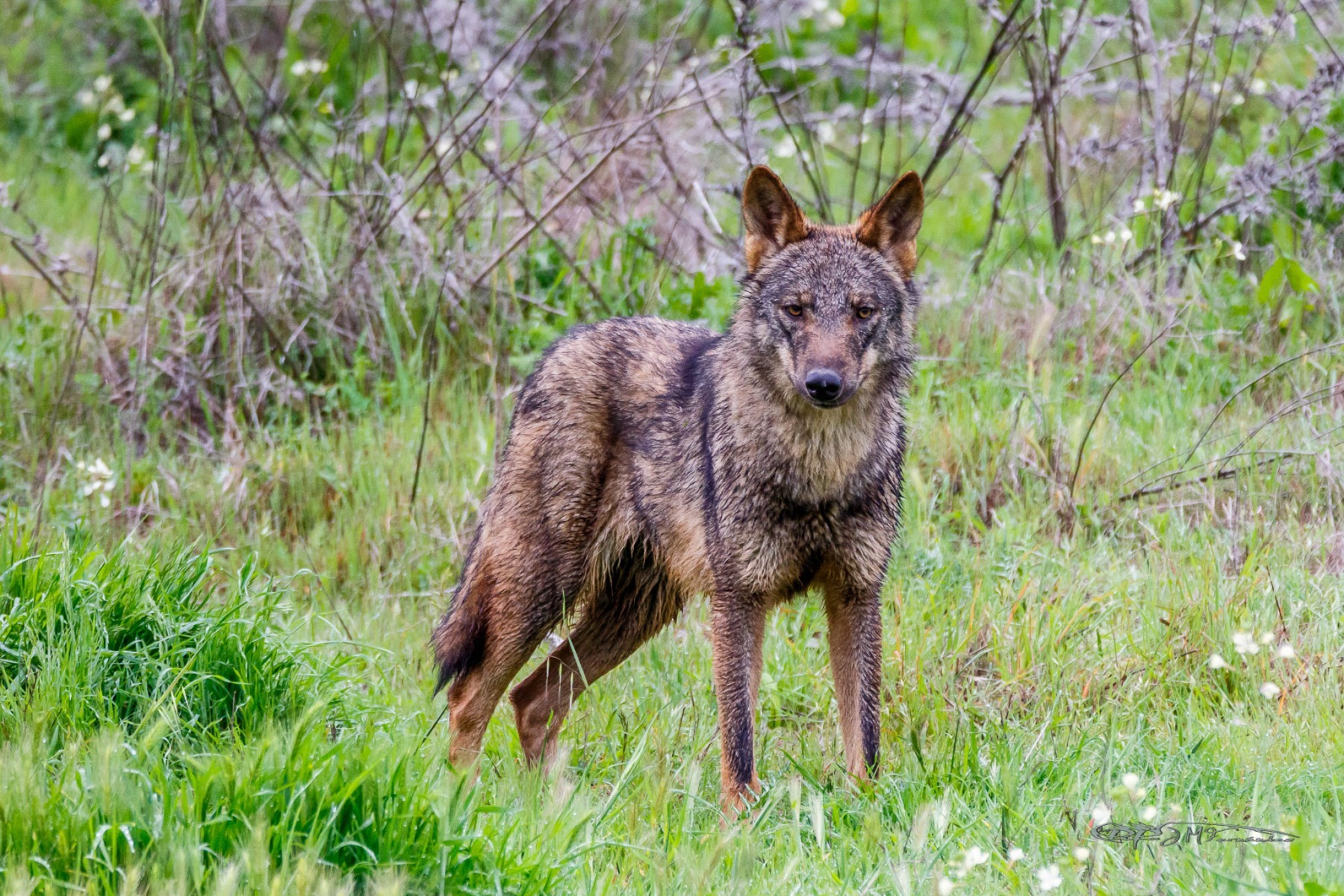 40835328062_9274353ef5_or