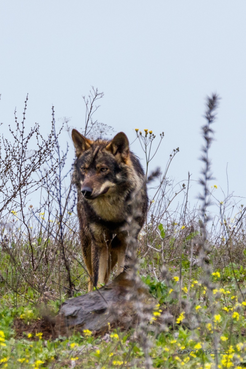 40835328442_4afa6f361e_or