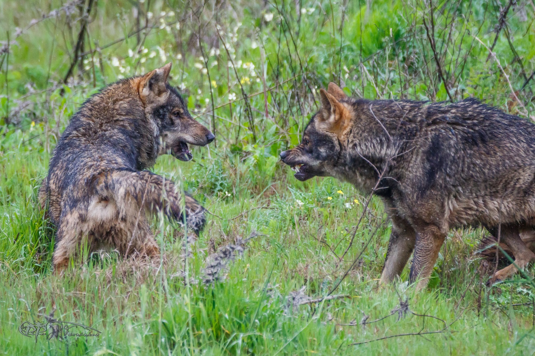 40867062431_1eb6849e2a_or