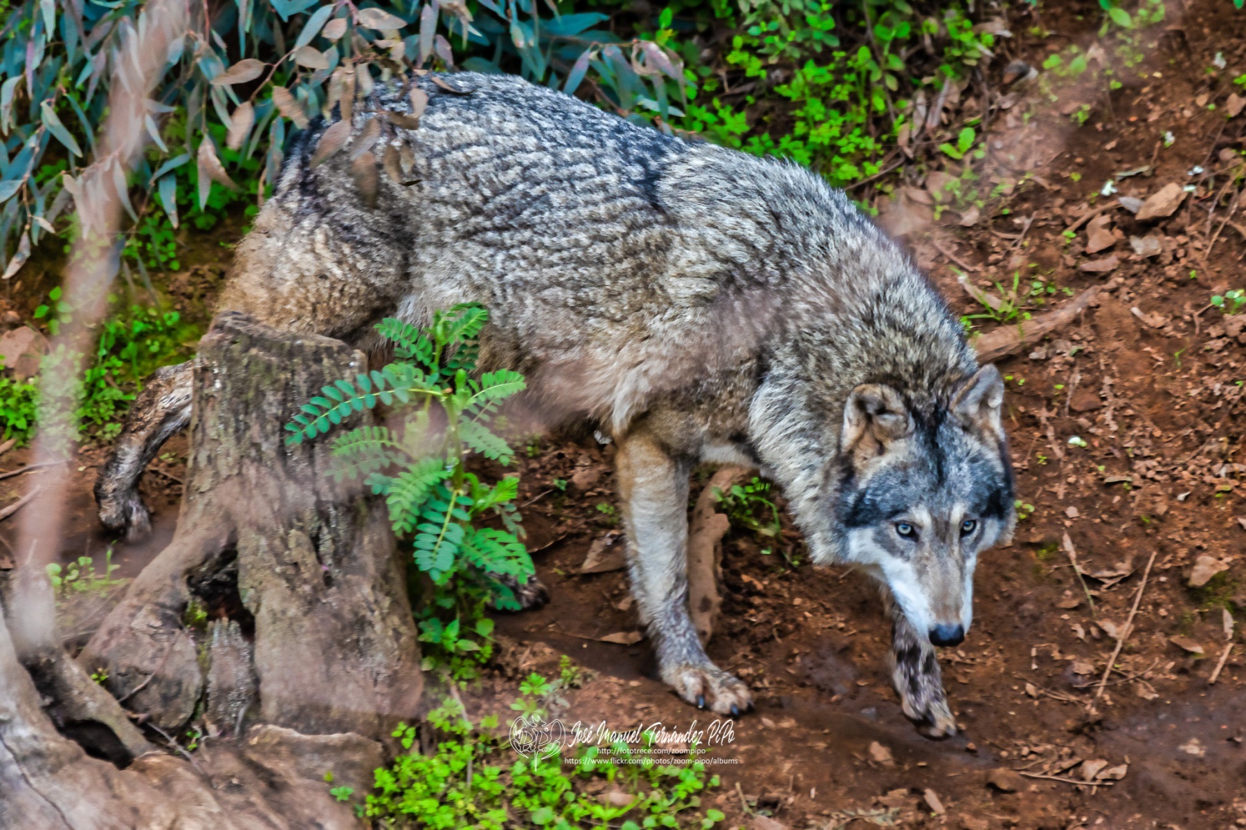 49556139208_217c7ca505_or