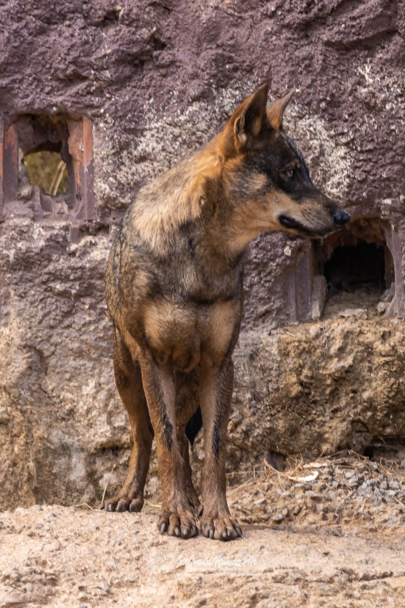 49756263942_6b6abf0f20_or