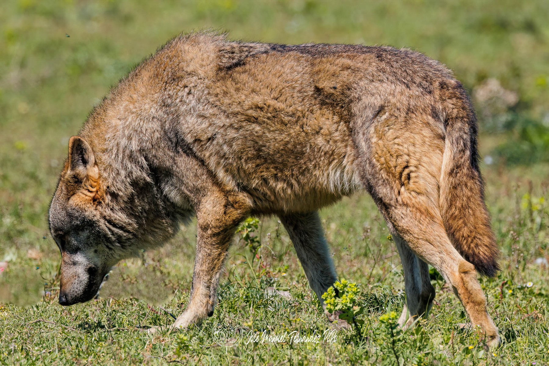 PiPo_522670-Editarrlr