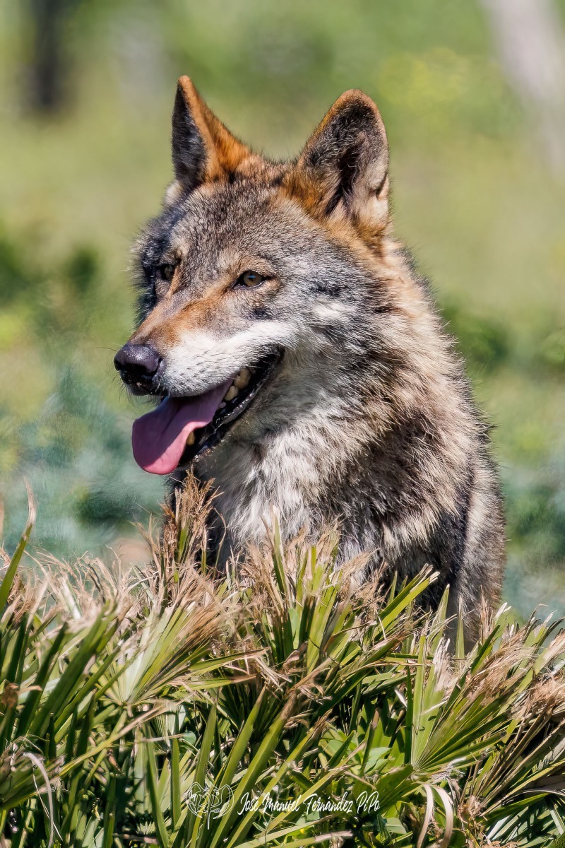 PiPo_523066-Editarrlr