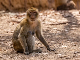 Macaco Rhesus. Macaca Mulatta
