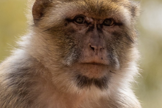 Macaco Rhesus. Macaca Mulatta.
