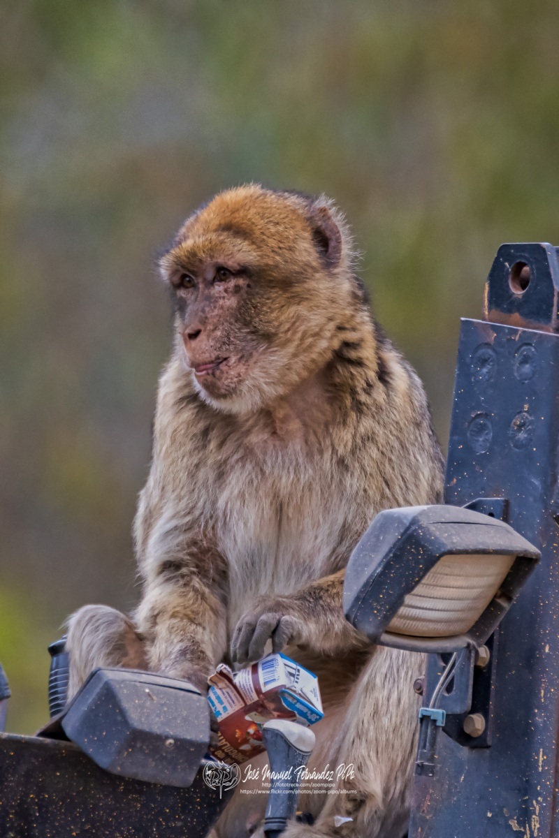 49564236621_9ffa86a83d_o