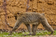 Macaco Rhesus. Macaca Mulatta.