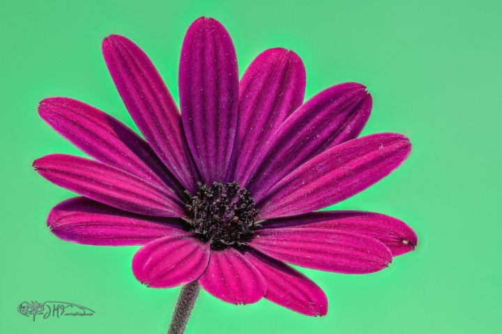 42593723091_d915b4e39a_or