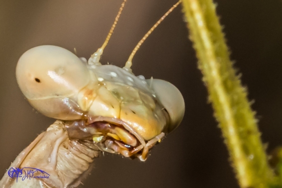 Mantis