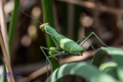 Mantis.