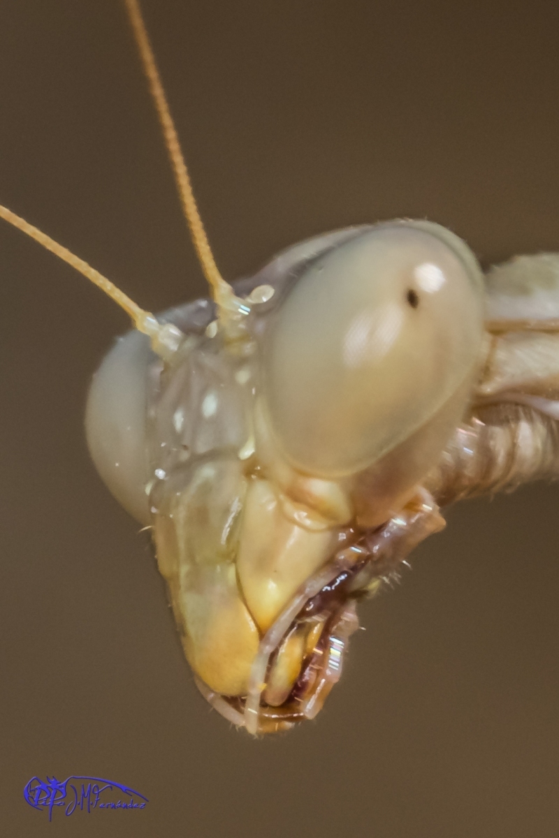 21510769508_3fd388eb8f_o