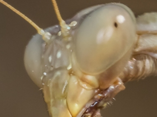 Mantis
