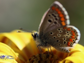 Mariposas