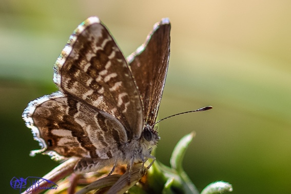 Mariposas