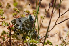 Mariposas