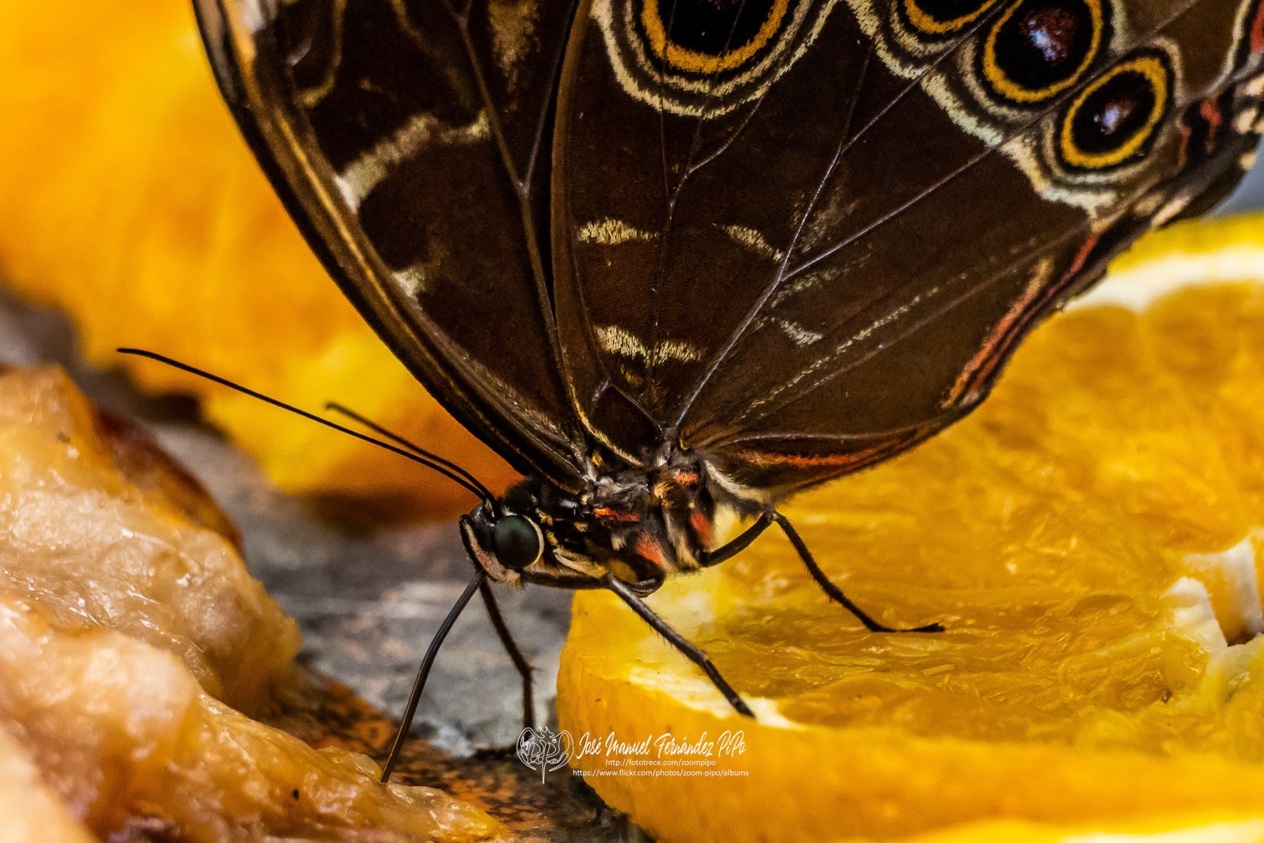 48979180742_c60ef5bb3c_or