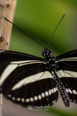 49032273627_a27f71219d_or