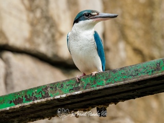 Martin Pescador Acollarado. Todiramphus Chloris