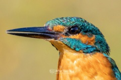 Martín Pescador Común. Alcedo Atthis.