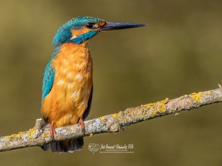 Martín Pescador Común. Alcedo Atthis