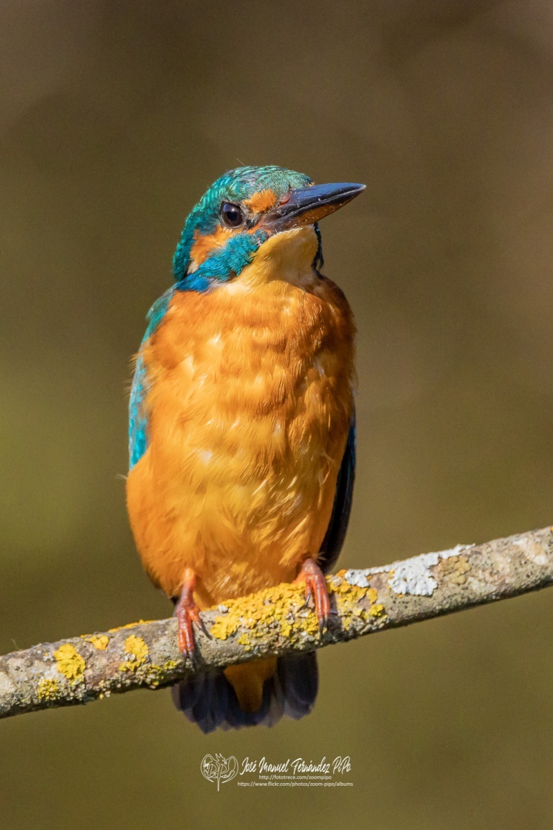 48966849966_574df9bff9_or