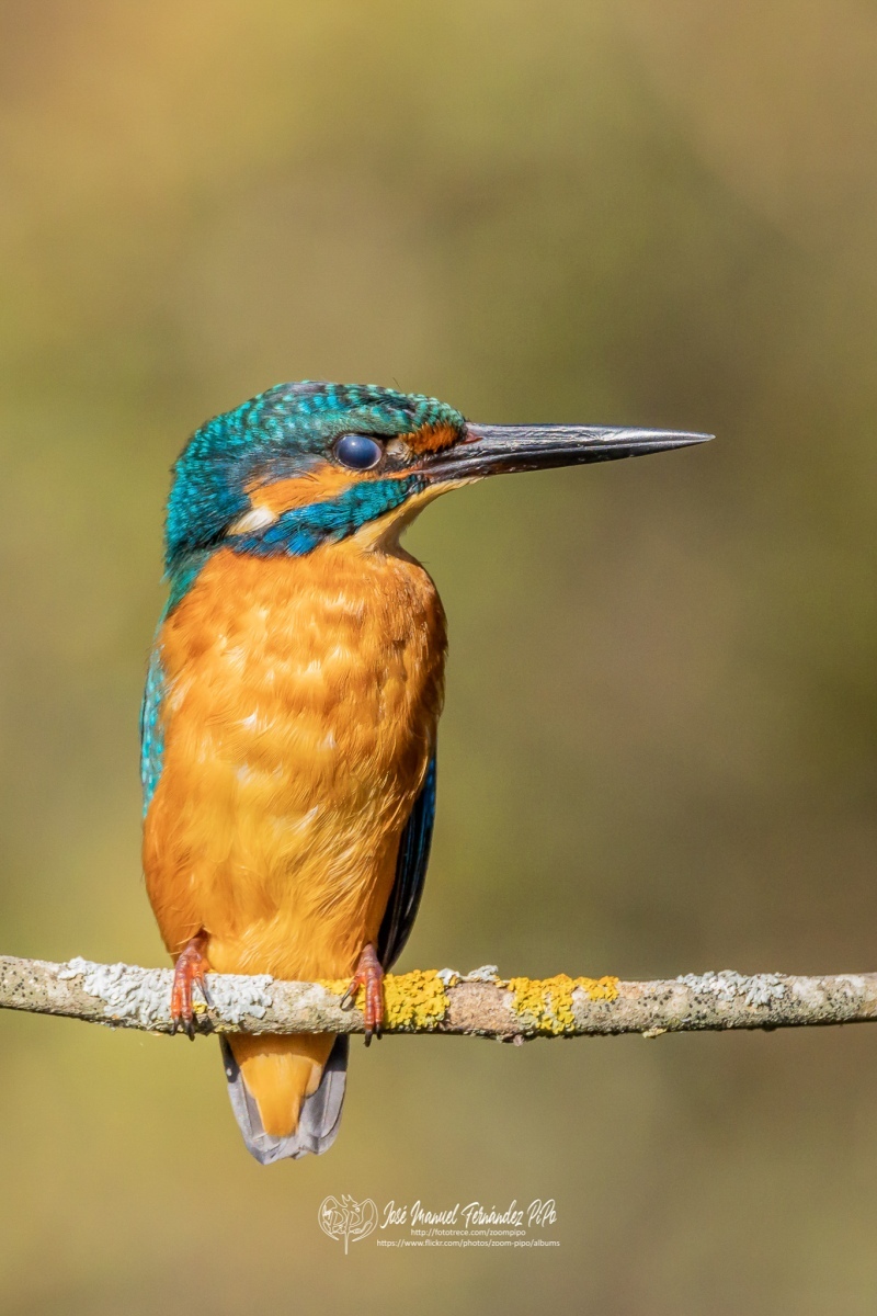 49131419871_f3e7b8983e_or