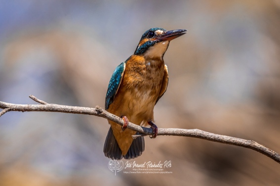 Martín Pescador Común. Alcedo Atthis.