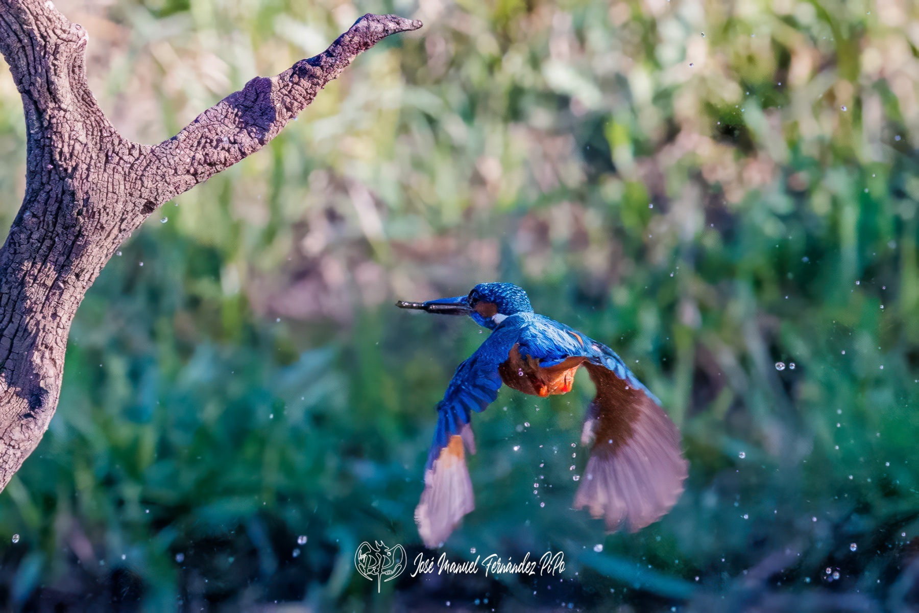 PiPo_503064-Editarrlr