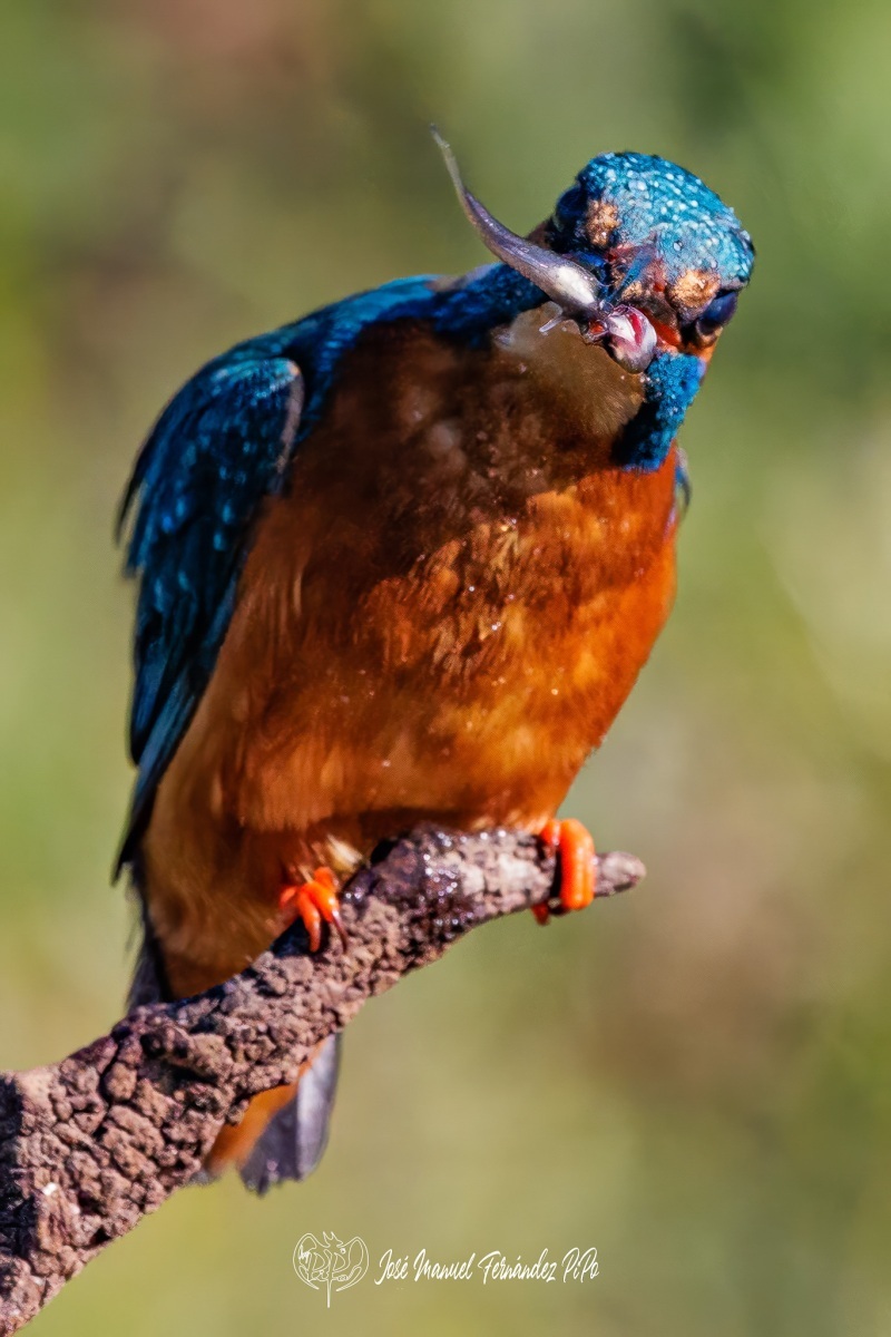 PiPo_504828-Editarrlr