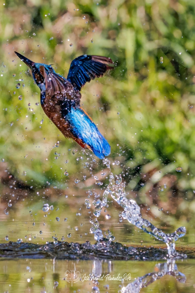 PiPo_505215-Editarrlr