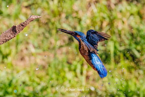 PiPo_505683-Editarrlr
