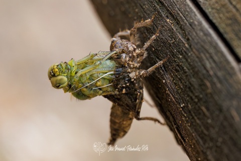 Metamorfosis Ninfa-Libelula