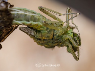 Metamorfosis Ninfa-Libelula