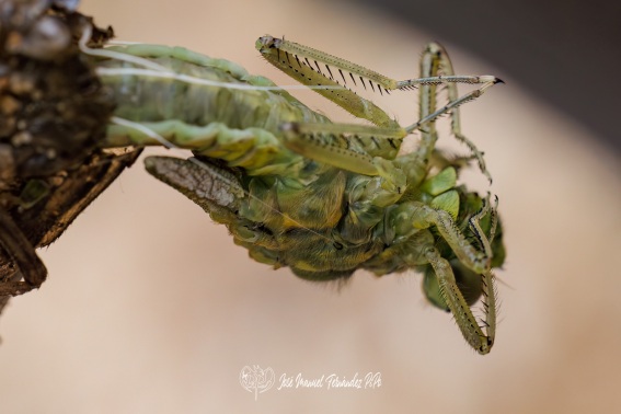 Metamorfosis Ninfa-Libelula