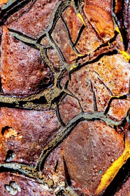 Detalles-del-Tinto.-Los-Frailes.-11-05-24-11r
