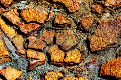 Detalles-del-Tinto.-Los-Frailes.-11-05-24-12r