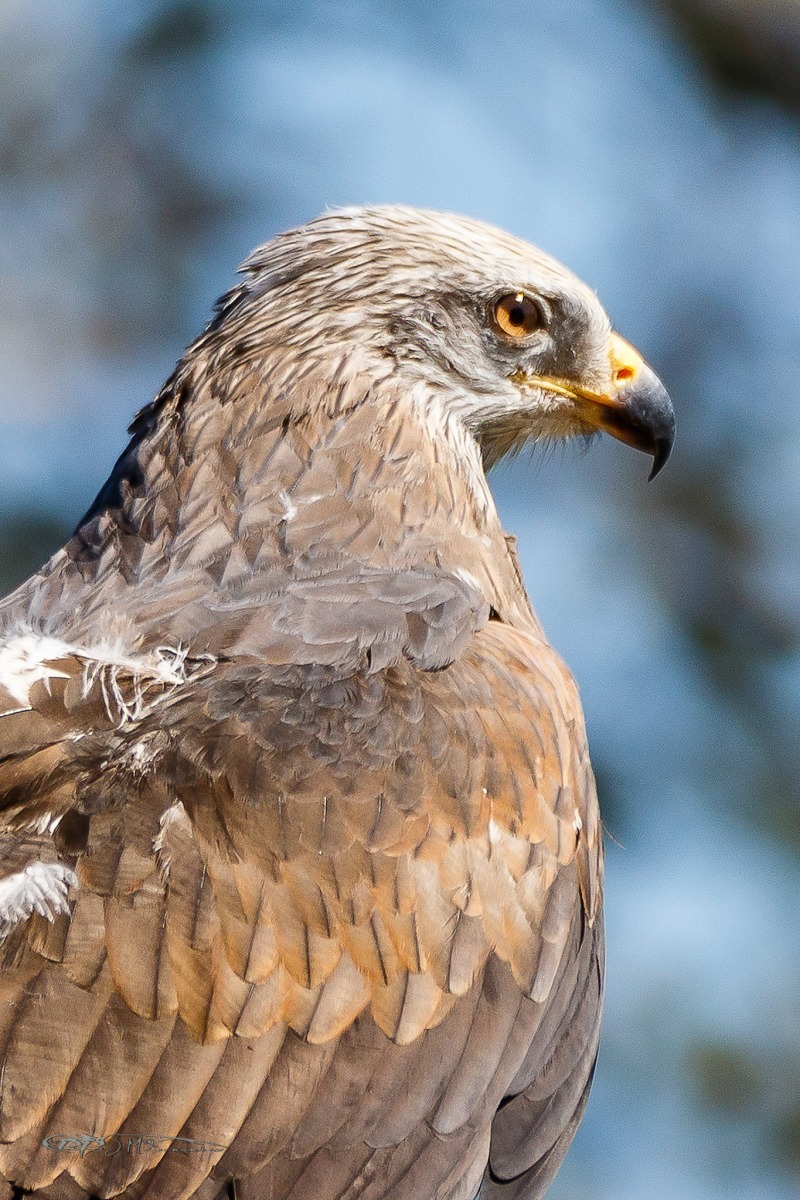 40951917241_fb2b1ed9c5_or