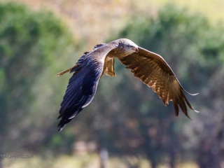 Milano Negro. Milvus Migrans