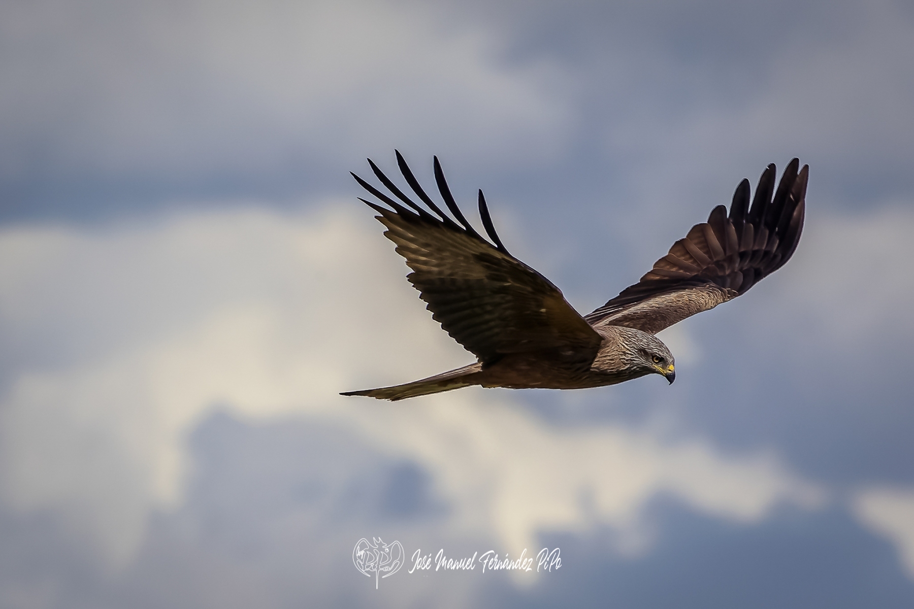 PiPo_356063-CR3_DxO_DeepPRIMErlr