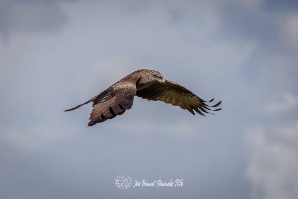 PiPo_356071-CR3_DxO_DeepPRIMErlr