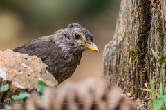 Mirlo Común. Turdus Merula.