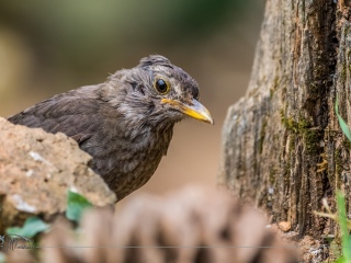 Mirlo Comun. Turdus Merula