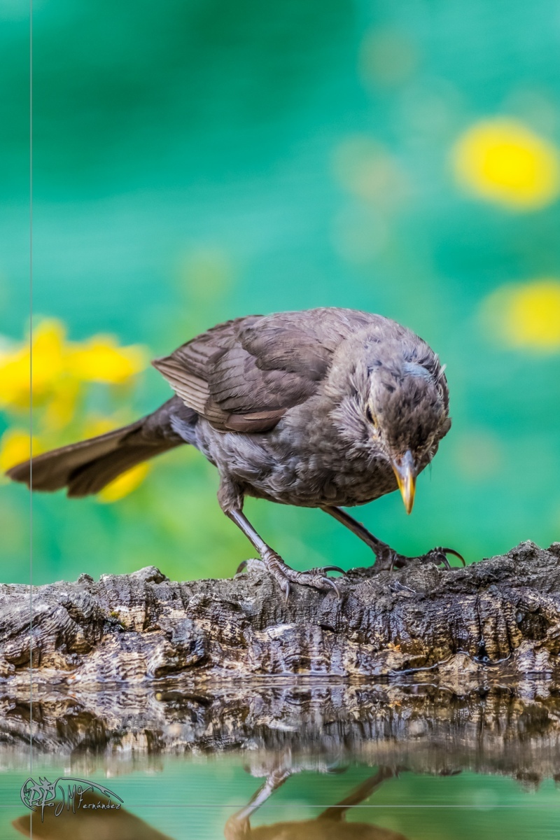 33701249808_daa3b99794_or