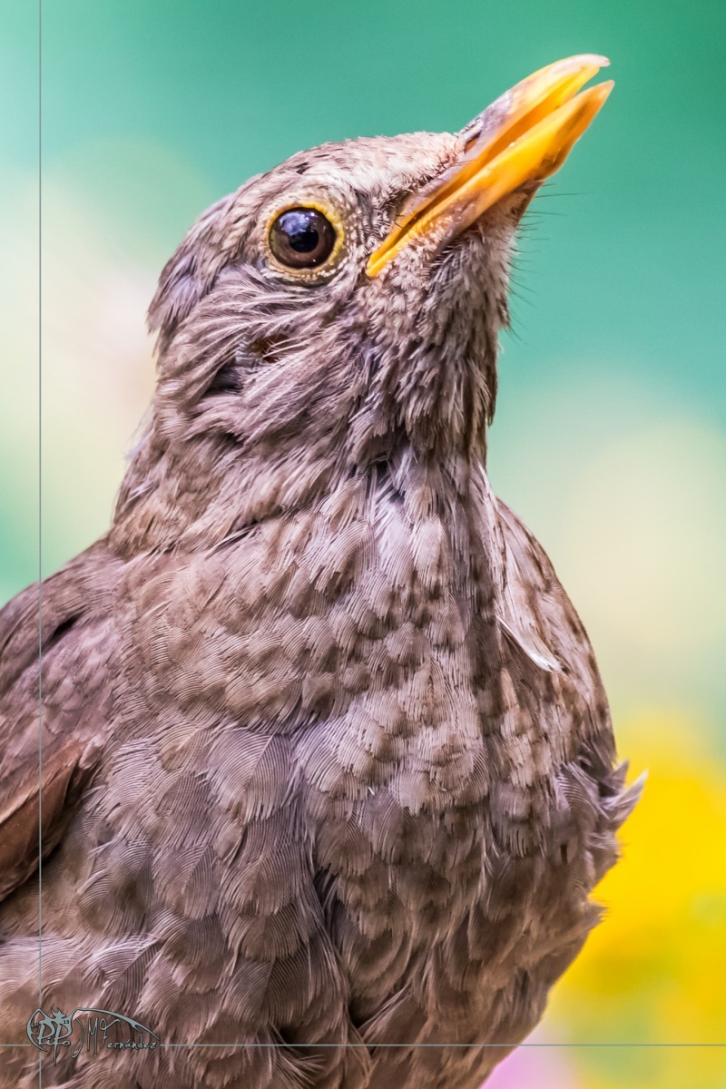 33701250308_9b3b26d805_or